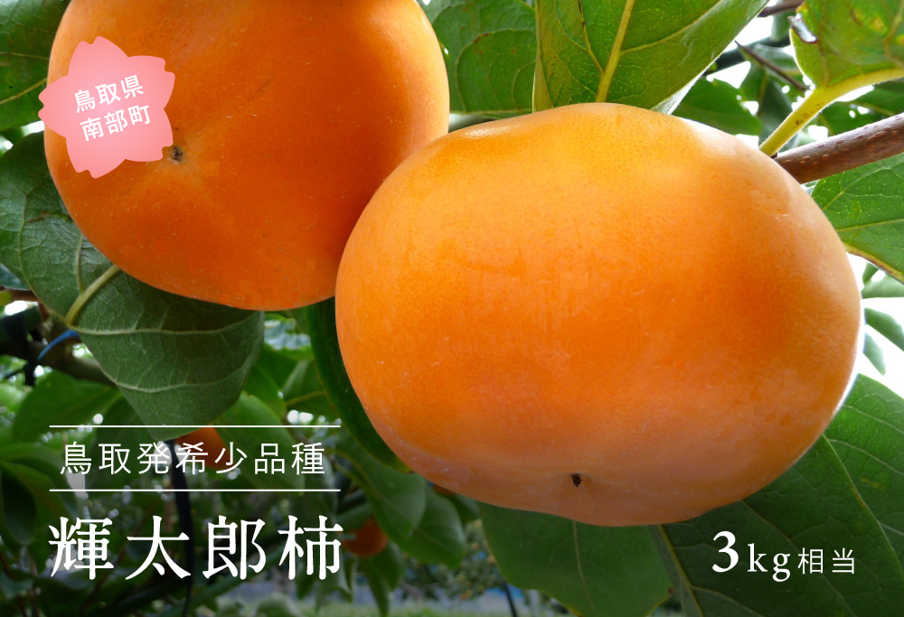 輝太郎 [柿]（3kg箱）2026年10月出荷予定 ＜数量限定＞【先行予約】