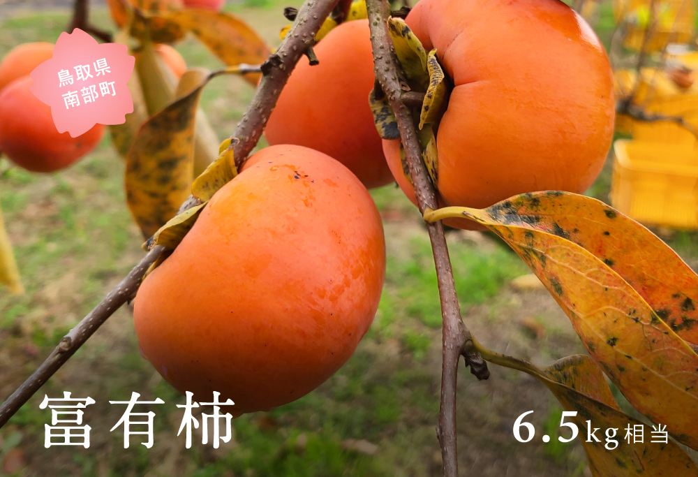 富有柿（6.5kg箱）2026年11月出荷予定＜数量限定＞【先行予約】
