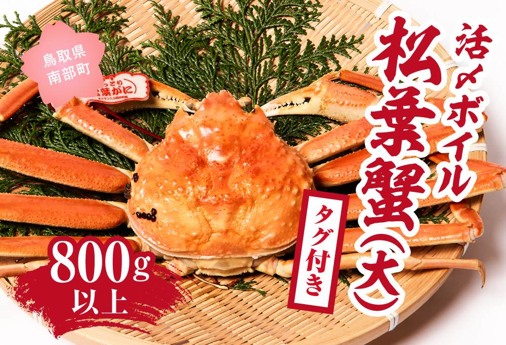 【北海道・沖縄・離島配送不可】【タグ付き】活〆ボイル松葉蟹(大) 800g以上 松葉ガニ 松葉がに カニ かに 境港 マルツ