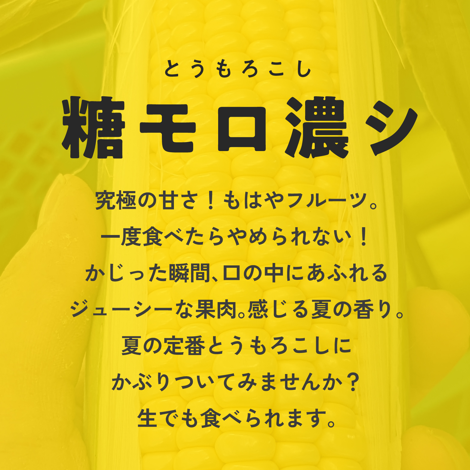 甘味究極！ 糖モロ濃シ 中サイズ 5kg(11～15本)【とうもろこし】朝どれ直送 スイートコーン 産地直送 【配送不可地域：離島】 鳥取県日南町 星の農園