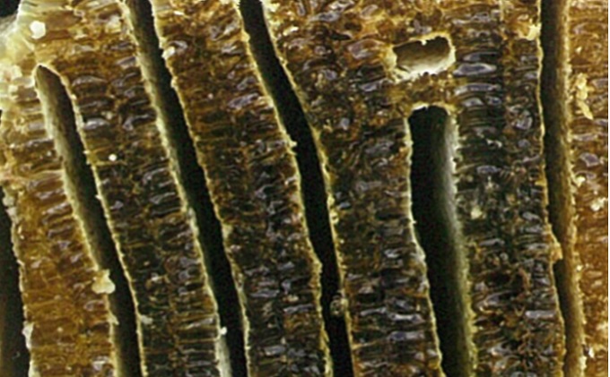 日南町の大自然の中で育った日本ミツバチの百花蜜 200g×2本 はちみつ ハチミツ 蜂蜜