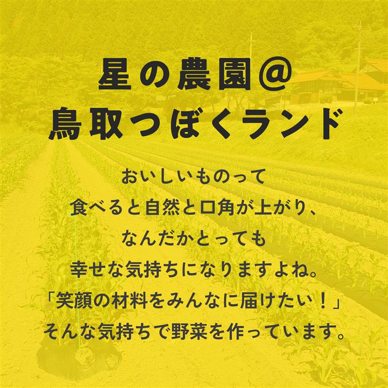 甘味究極！ 糖モロ濃シ 中サイズ 3kg(6～9本)【とうもろこし】朝どれ直送 スイートコーン 産地直送 【配送不可地域：離島】 鳥取県日南町 星の農園