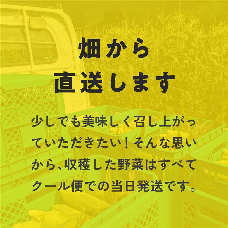 甘味究極！ 糖モロ濃シ 特大サイズ 3kg(5～6本)【とうもろこし】朝どれ直送 スイートコーン 産地直送 【配送不可地域：離島】 鳥取県日南町 星の農園