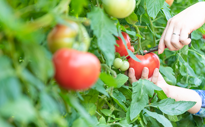 星降る里 鳥取県日南町のまるごととまと 6本 セット