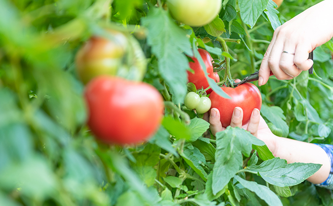 星降る里 鳥取県日南町のトマトジュース 極純 6本 セット