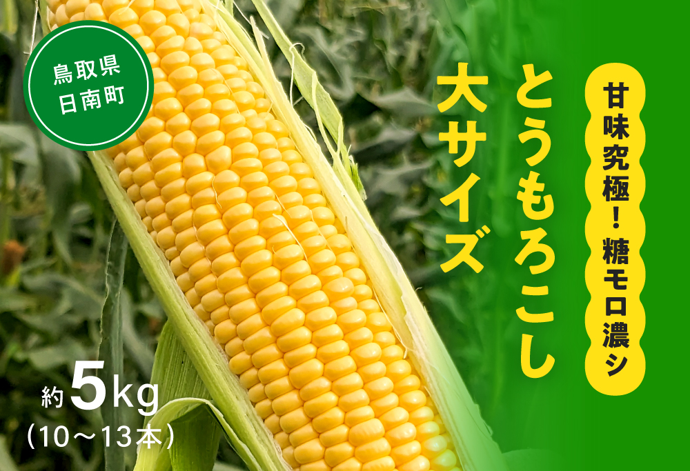 甘味究極！ 糖モロ濃シ 大サイズ 5kg(10～13本)【とうもろこし】朝どれ直送 スイートコーン 産地直送 【配送不可地域：離島】 鳥取県日南町 星の農園