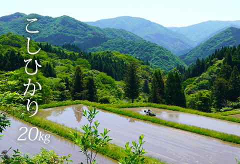 【白米】【20kg】新米 令和7年産 日南町 高級米 七金星 (ななきんぼし) コシヒカリ 真空パック 米 お米 おこめ 鳥取県日南町 こしひかり