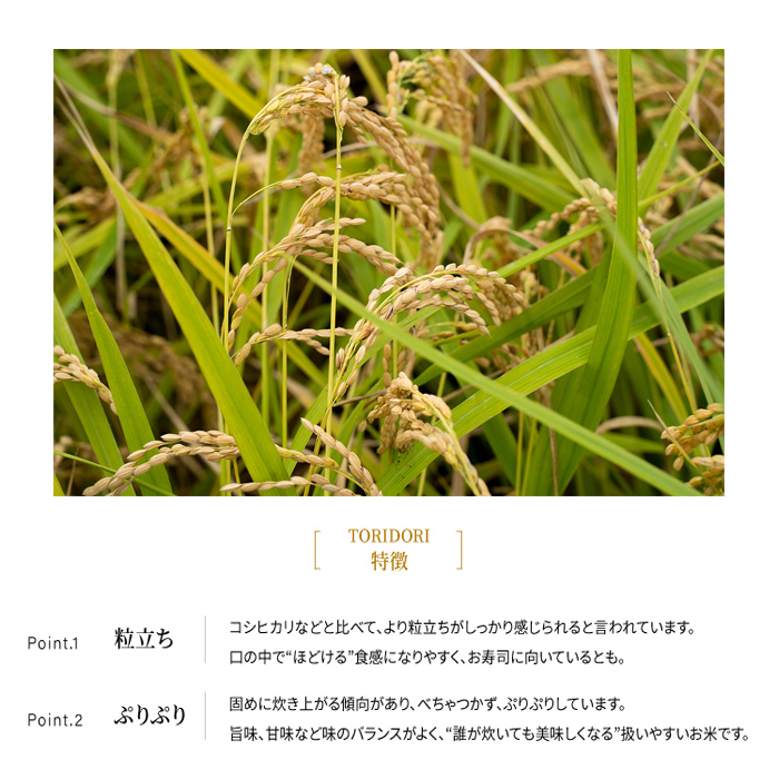 【真空パック】令和7年産 新米 鳥取県産きぬむすめ 米 キヌムスメ 5kg 返礼品 米 お米 おこめ こめ 真空パック包装 備蓄 防災 長期保存 単一原料米 ローリングストック 鳥取県日野町