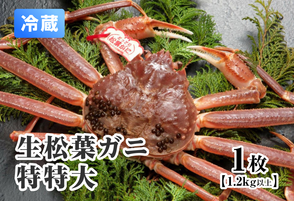 【11月中旬以降順次発送】【離島発送不可】活松葉ガニ 特特大 【1枚・1.2kg以上】 川口商店 松葉ガニ 松葉がに かに 蟹 カニ 鳥取県境港 鳥取県日野町