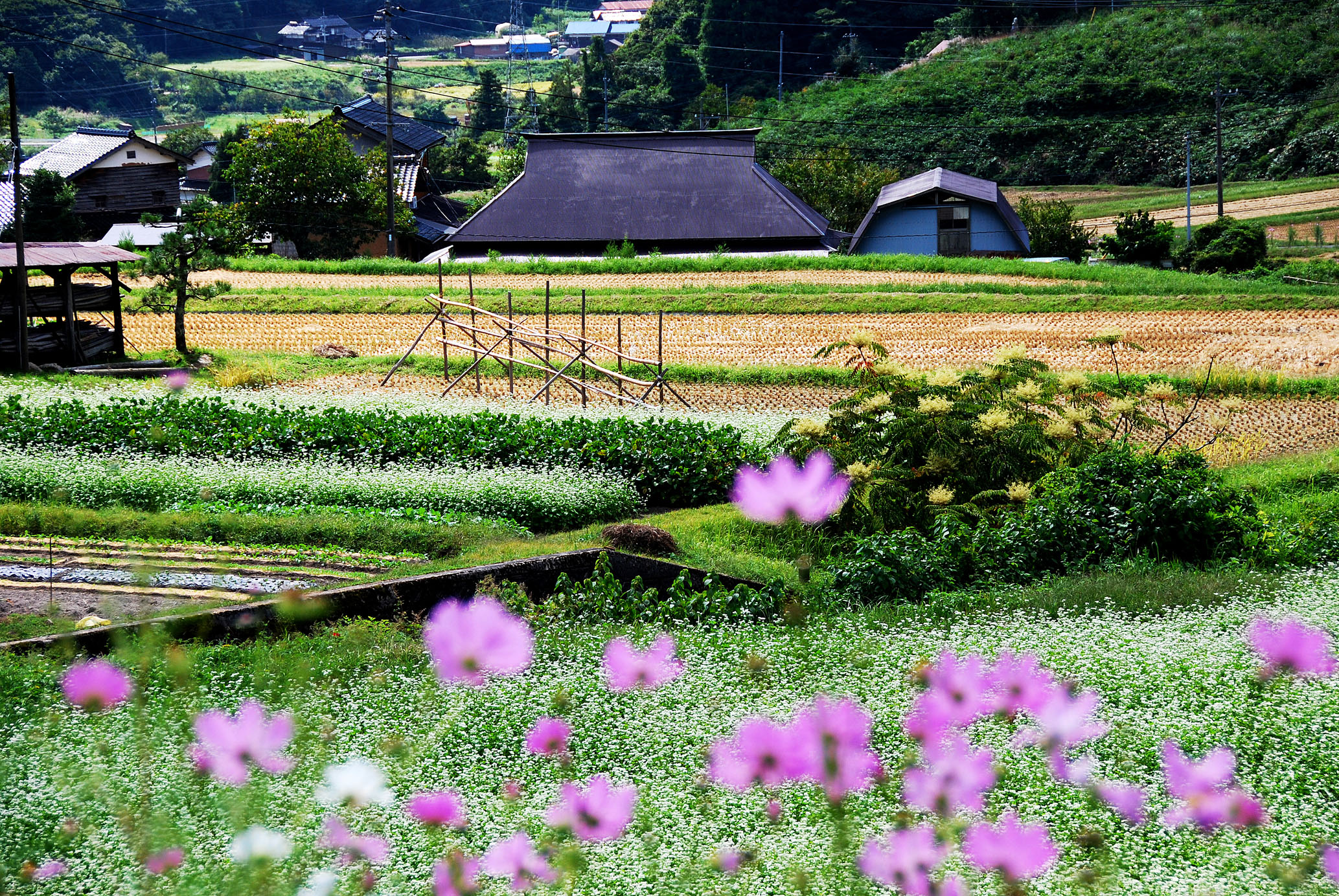 日野町ANAのふるさと納税