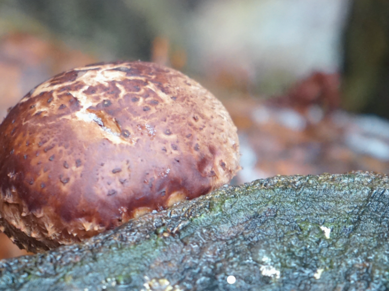 原木椎茸　生育風景