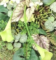 ＢＯＸ入りアレンジメント フラワーBOX（大山ブランド会）フラワーギャラリーｆ２ 45-BT2 0647