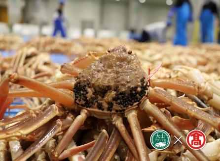 茹で松葉がに約600g×2枚 （大山ブランド会）カニ 蟹 米子高島屋  128-BI5 0898