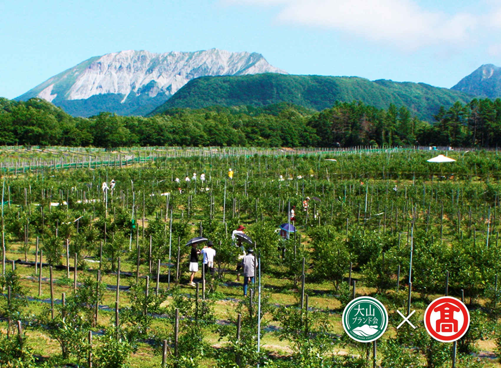 冷凍ブルーベリー（大山ブランド会）奥大山ブルーベリーファーム 米子高島屋 19-BI4 0380