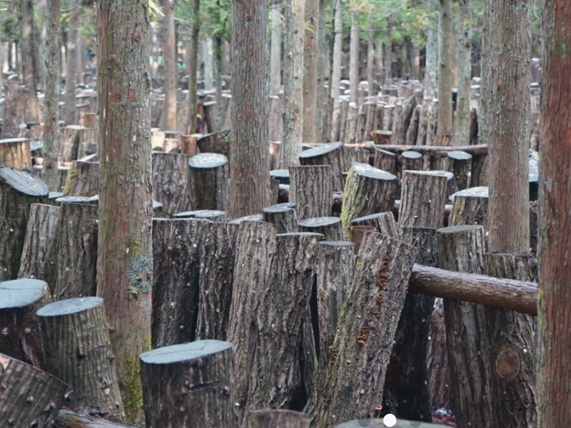 原木椎茸　生育風景