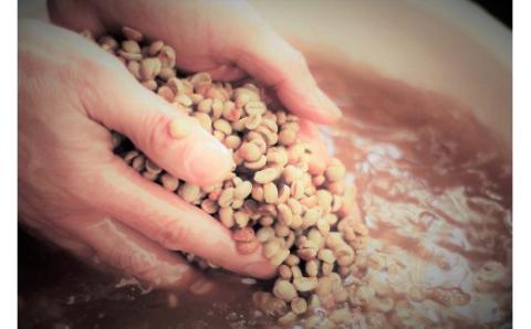 スペシャルブレンド ブナの森 豆180g 定期便4回 コーヒー 奥大山の水洗い珈琲 0781