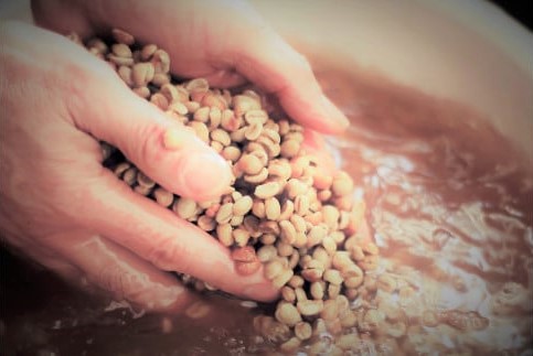 【ANA限定】定期便3回 スペシャルブレンド深い森 160g(豆) コーヒー 深煎り 奥大山の水洗い珈琲 1070 定期便3回 スペシャルブレンド深い森 160g(豆)