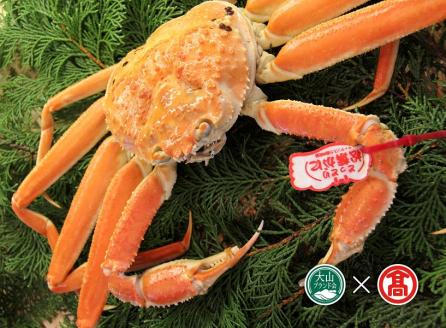 茹で松葉がに約750g×1枚 （大山ブランド会）カニ 蟹 米子高島屋  92-BI2 0895