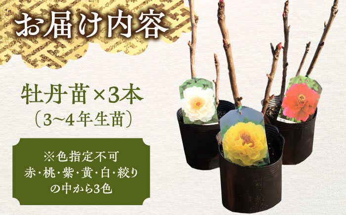 松江大根島牡丹苗(3色セット) 島根県松江市/島根県農業協同組合くにびき地区本部 [ALBC002] 花 苗木