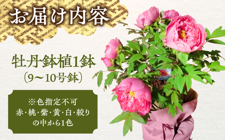 松江大根島牡丹(宝寿ぼたん) 5輪咲き 島根県松江市/島根県農業協同組合くにびき地区本部 [ALBC003] 花 苗木