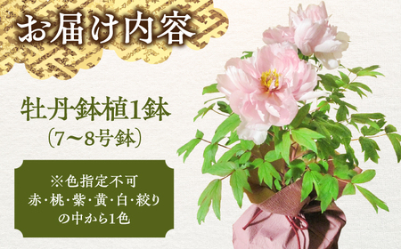 松江大根島牡丹(宝寿ぼたん) 2輪咲き 島根県松江市/島根県農業協同組合くにびき地区本部 [ALBC004] 花 苗木