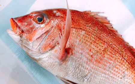 島根県産 甘鯛と真鯛の味噌漬けセット 島根県松江市/株式会社SOL JAPAN [ALBG003] 魚貝 加工品