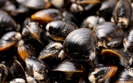 【年内発送】宍道湖産冷凍大和しじみ (Ｌ)200g×6袋 島根県松江市/平野缶詰有限会社 [ALBZ013] しじみ