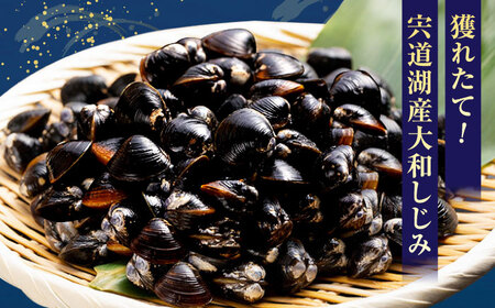 島根のうまいもんセット！宍道湖産冷凍大和しじみ　L500g×2　山陰沖産のどぐろ一夜干し100g以上×2 島根県松江市/平野缶詰有限会社 [ALBZ030] しじみ