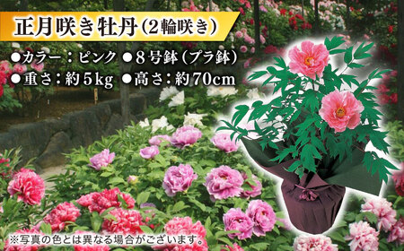 日本庭園由志園　由志園年間入園パスポート(スイート)+正月咲き牡丹(2輪咲き)+雲州人蔘粉末日本庭園由志園　島根県松江市/株式会社JU米子高島屋 [ALFD010] 花 苗木