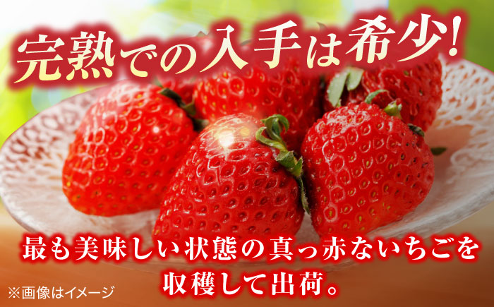 【数量限定100セット】島根県松江市「のつ農園」　完熟いちご「福富アダージョベリー」　15個入り 島根県松江市/山陰中央テレビジョン放送株式会社 [ALFI004]