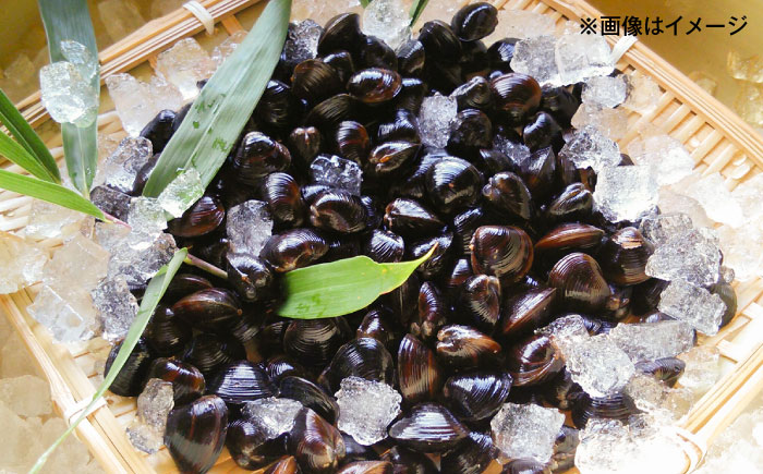 鮮度抜群！宍道湖産冷凍シジミ3kg　島根県松江市/株式会社山光食品 [ALHZ003]