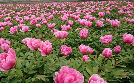 松江大根島牡丹(宝寿ぼたん) 2輪咲き 島根県松江市/島根県農業協同組合くにびき地区本部 [ALBC004] 花 苗木