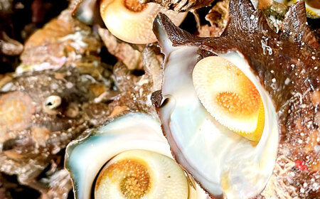 姫アワビとサザエの炊き込みごはんセット 島根県松江市/株式会社SOL JAPAN [ALBG001] 貝