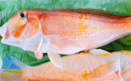 島根県産 甘鯛と真鯛の味噌漬けセット 島根県松江市/株式会社SOL JAPAN [ALBG003] 魚貝 加工品