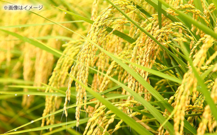 島根が誇るブランド米！仁多米「まき」10kg（5kg×2） ～産地限定米～ 島根県松江市/有限会社藤本米穀店 [ALCG026]