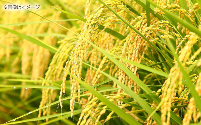 【3回定期便】島根が誇るブランド米！仁多米「まき」5kg(5kg×1) 島根県松江市/有限会社藤本米穀店 [ALCG054]