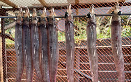 沖ギス(ニギス)の一夜干し3枚セット 島根県松江市/海ひこ株式会社 [ALDY012] 干物