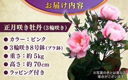 【米子高島屋選定品】日本庭園由志園　正月咲き牡丹（3輪咲き）島根県松江市/株式会社JU米子高島屋 [ALFD009] 花 苗木