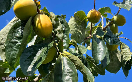 【米子高島屋選定品】【数量限定100個】百市農園の高級ほし柿・縄タイプ　MAT-AI3 島根県松江市/株式会社米子高島屋 [ALFD016]