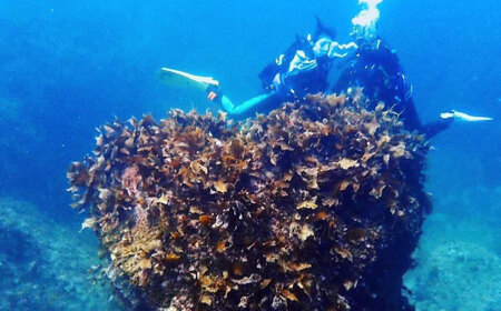 島根町の海を満喫♪ファンダイビング(2ボート)プラン 島根県松江市/合同会社LOCOBLUE [ALFE002] 体験チケット