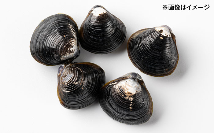 大粒！宍道湖産冷凍シジミLサイズ2kg/株式会社山光食品 [ALHZ002]