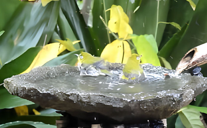 来待石製バードバス(小型) 島根県松江市/来待石灯ろう協同組合 [ALAN007] 雑貨 日用品