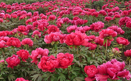 松江大根島牡丹(宝寿ぼたん) 5輪咲き 島根県松江市/島根県農業協同組合くにびき地区本部 [ALBC003] 花 苗木