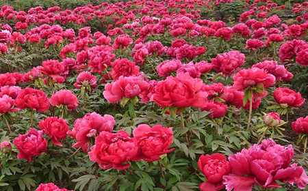 松江大根島牡丹(宝寿ぼたん) 2輪咲き 島根県松江市/島根県農業協同組合くにびき地区本部 [ALBC004] 花 苗木