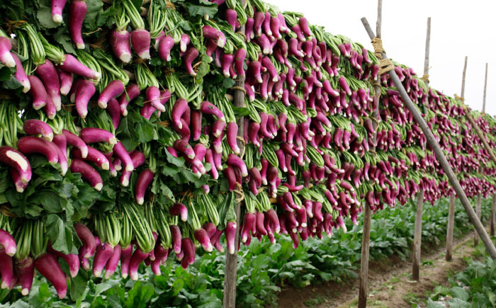 津田かぶぬか漬(樽入り)3kg 島根県松江市/有限会社土江本店 [ALBL006]