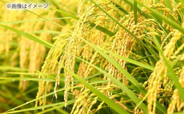 島根が誇るブランド米！仁多米「大峠源流米」20kg（2kg×10）島根県松江市/有限会社藤本米穀店 [ALCG033]