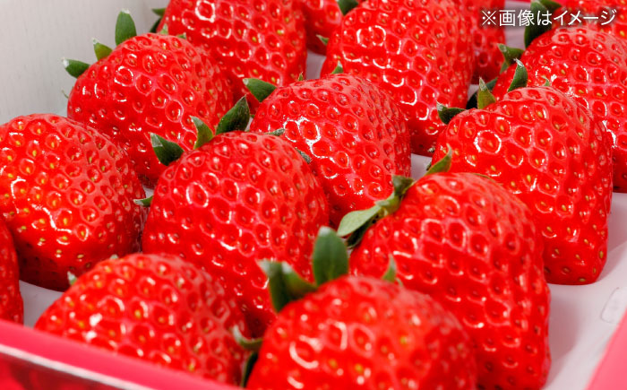 【数量限定100セット】島根県松江市「のつ農園」　完熟いちご「福富アダージョベリー」　15個入り 島根県松江市/山陰中央テレビジョン放送株式会社 [ALFI004]