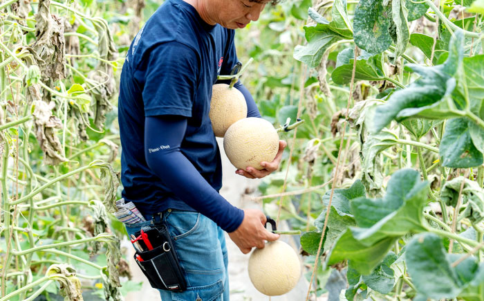 【先行予約】ご縁玉 ゴールデンパールメロン1.3kg×1玉 島根県松江市/有限会社安藤農園 [ALID010]