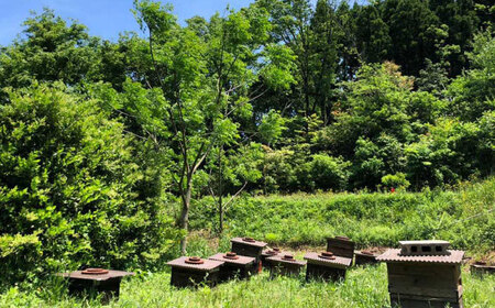 島根はちみつとチョコレートセット 島根県松江市/いち花 [ALAD002] はちみつ チョコ