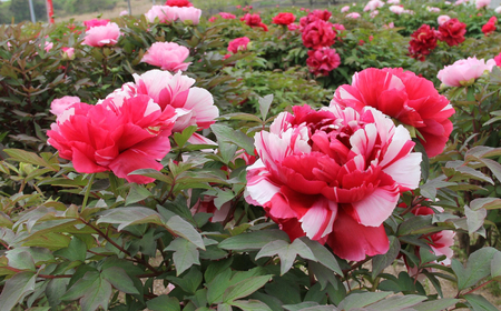 松江大根島牡丹(宝寿ぼたん) 2輪咲き 島根県松江市/島根県農業協同組合くにびき地区本部 [ALBC004] 花 苗木